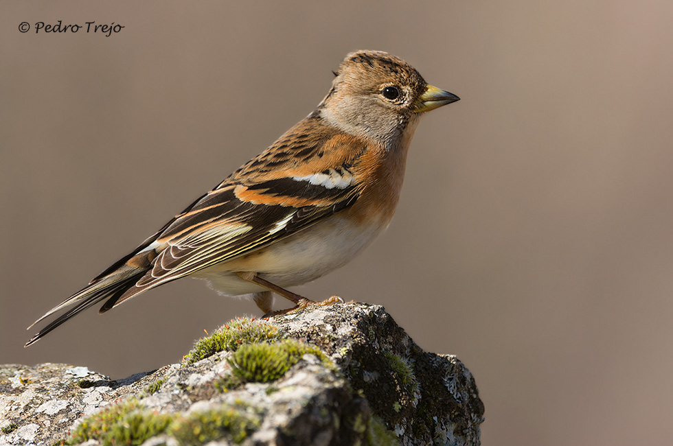 Pinzón real (Fringilla montifringilla)